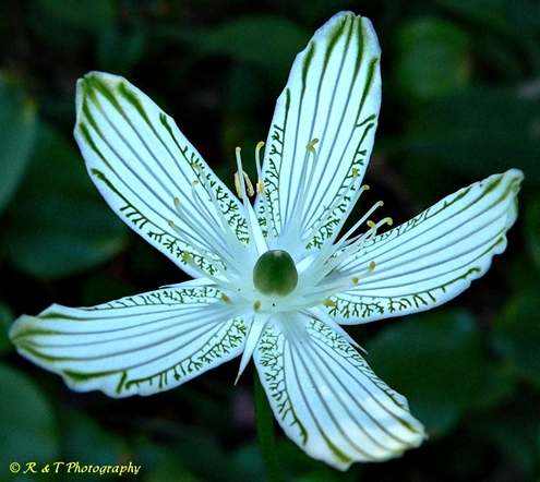 {Parnassia grandifolia}